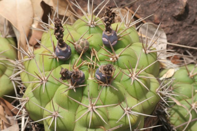 gymnocalyciumchiquitanum.jpg