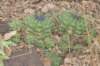 gymnocalyciumchiquitanum2_small.jpg