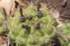 gymnocalyciumchiquitanum_small.jpg