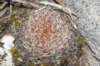 rebutiaaffheliosavarcondorensis2_small.jpg