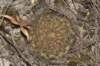 rebutiaaffheliosavarcondorensis3_small.jpg