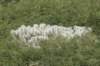cylindropuntiabigeloviiintroducedfromusa_small.jpg