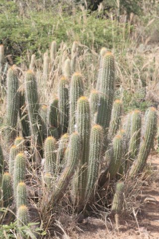 trichocereuscaulescens.jpg