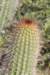trichocereuscaulescens2_small.jpg
