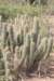 trichocereuscaulescens_small.jpg
