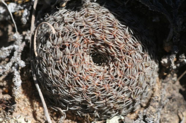 rebutiaheliosavarcondorensis3.jpg