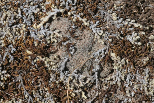 rebutiaheliosavarcondorensis4.jpg