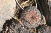 rebutiaheliosavarcondorensis_small.jpg