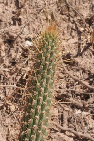 cleistocactusbaumannii.jpg