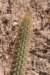 cleistocactusbaumannii_small.jpg
