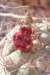 gymnocalyciumpflanziilagunillasense4_small.jpg