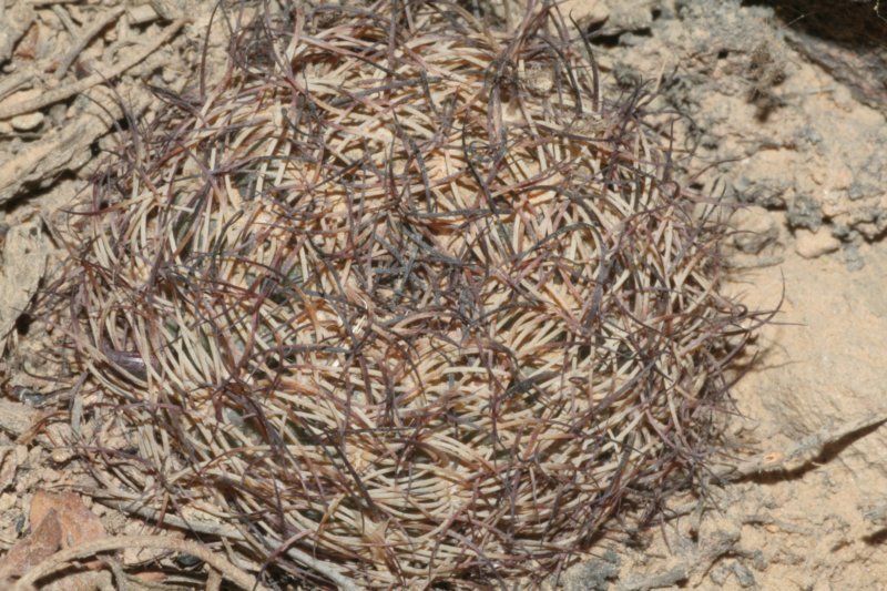 lobiviatiegliana.jpg