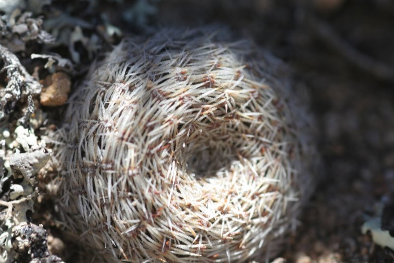 rebutiaheliosavarcondorensis.jpg