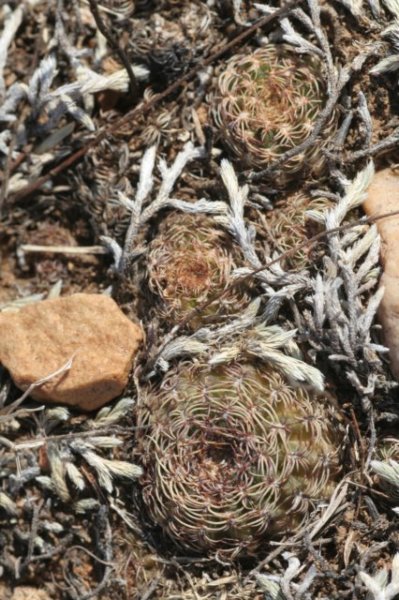 lobiviatiegliana.jpg