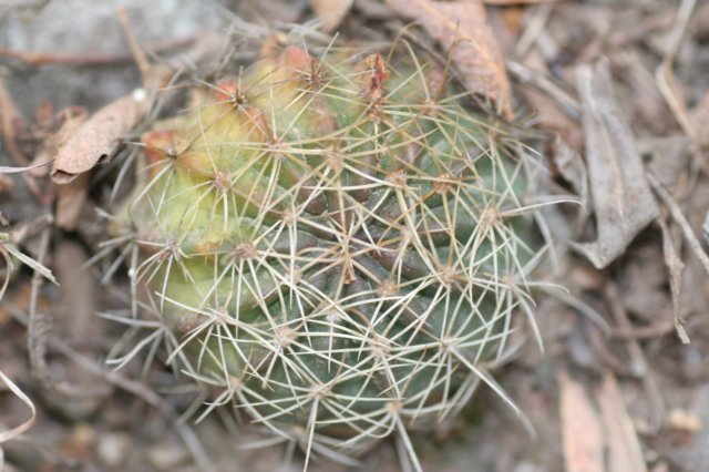 lobiviapentlandii.jpg