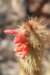 cleistocactushylacanthusvartarijensis_small.jpg