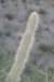 cleistocactusbuchtienii_small.jpg