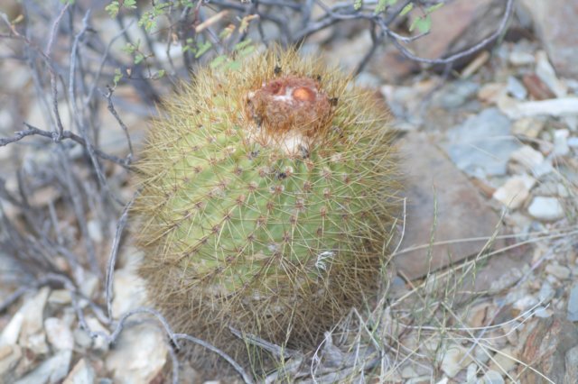 parodiacommutans.jpg