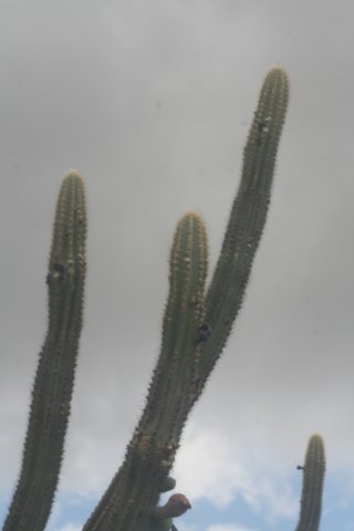 pilosocereuspachycladusvarpernambucoensis2.jpg