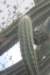 pilosocereuspachycladusvarpernambucoensis_small.jpg