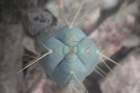 pilosocereuspentaedrophorous3_small.jpg