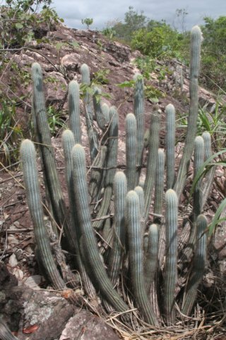 pilosocereuspurpureus2.jpg