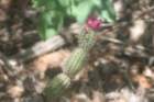 arrojadoarhodantha_small.jpg