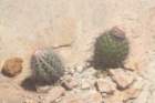 melocactuszehnteri2_small.jpg