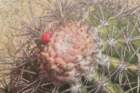 melocactuszehnteri_small.jpg