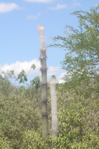stephanocereusleucostele.jpg