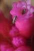 arrojadoarhodantha_small.jpg