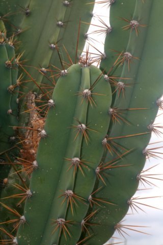 cereusfernambucoensis.jpg