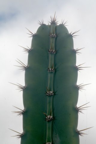 cereusfernambucoensis2.jpg