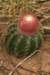 melocactusbraunii_small.jpg