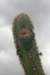 pilosocereuscatingicola3_small.jpg
