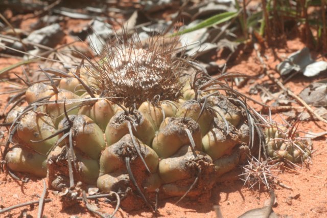 discocactusnigrisaetosus.jpg