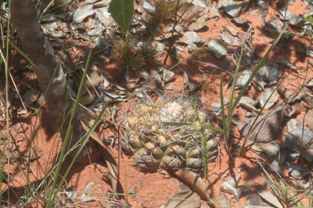discocactusnigrisaetosus3.jpg