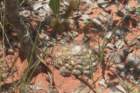 discocactusnigrisaetosus3_small.jpg