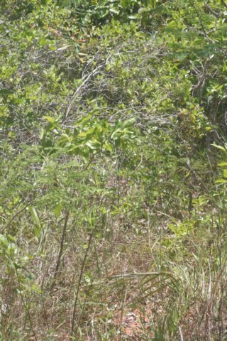 habitat.jpg