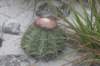 melocactuspaucispinus_small.jpg