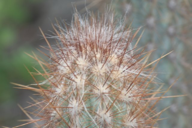 micranthocereusflaviflorus.jpg