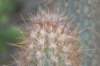 micranthocereusflaviflorus_small.jpg