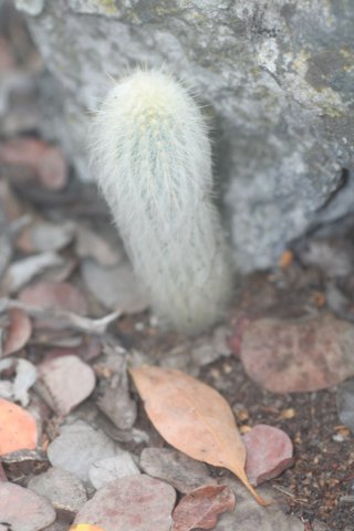micranthocereusflaviflorusjuvenile.jpg