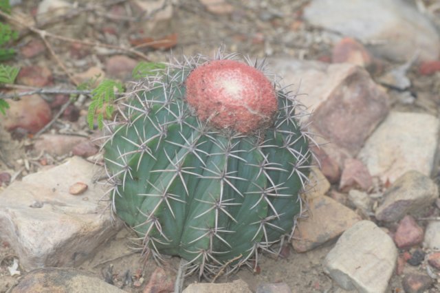 melocactusconcinnus.jpg