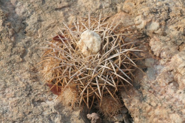discocactusalbispinus2.jpg