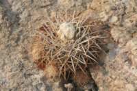 discocactusalbispinus2_small.jpg