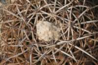 discocactusalbispinus3_small.jpg