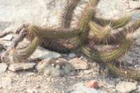 discocactusalbispinuspilosocereusgounellei_small.jpg