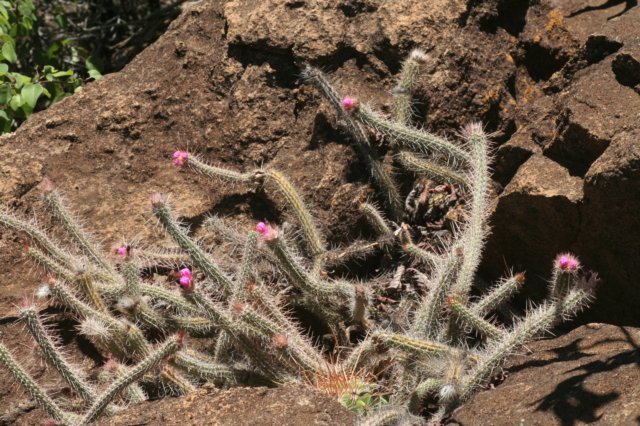 arrojadoapencillata.jpg