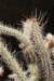 arrojadoapencillata3_small.jpg